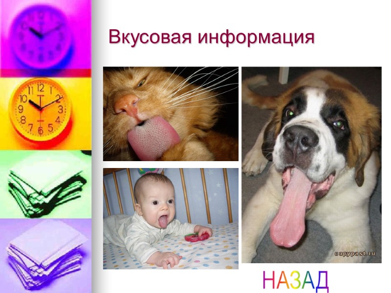 Вкусовая информация НАЗАД